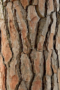 Bark tree bark background