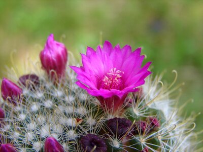 Plant nature quills