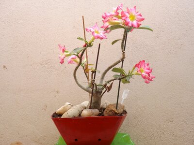 Vase color pink stones photo