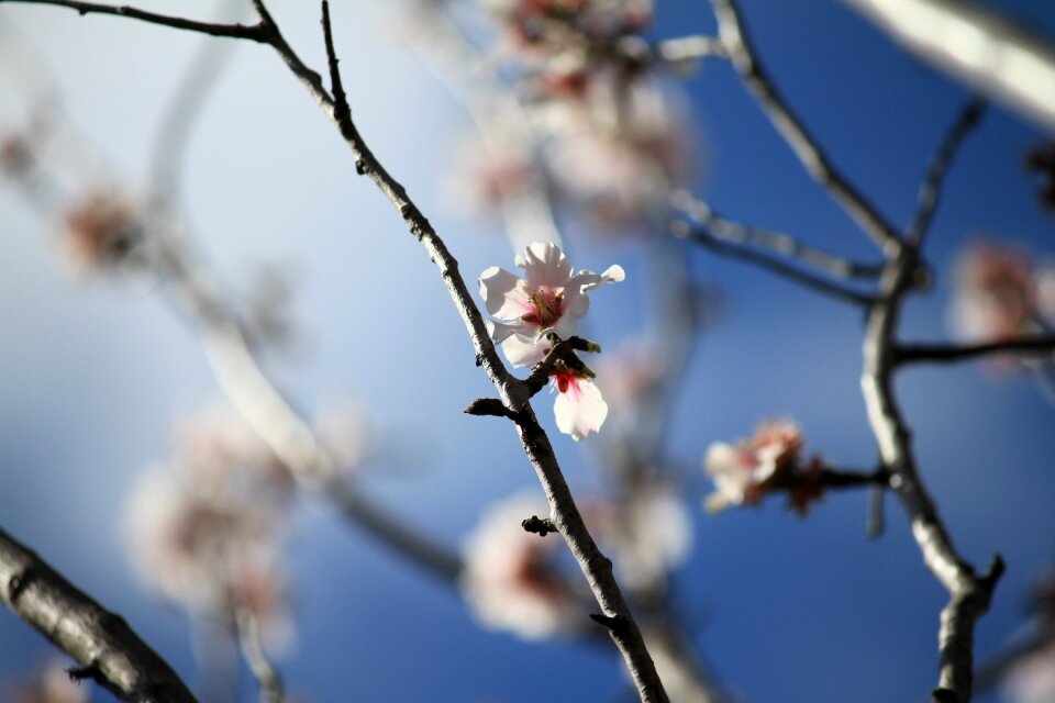 Flower nature tree