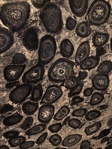 Design nature fossilized