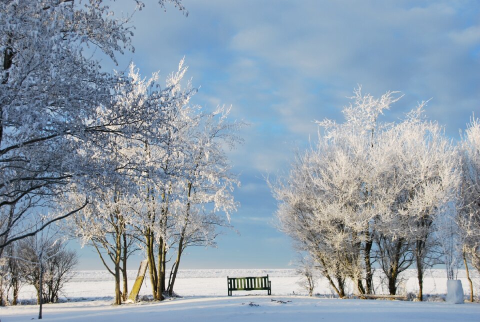 Tree landscape winter bushes