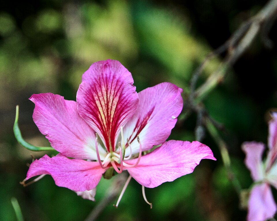 Single spring plant