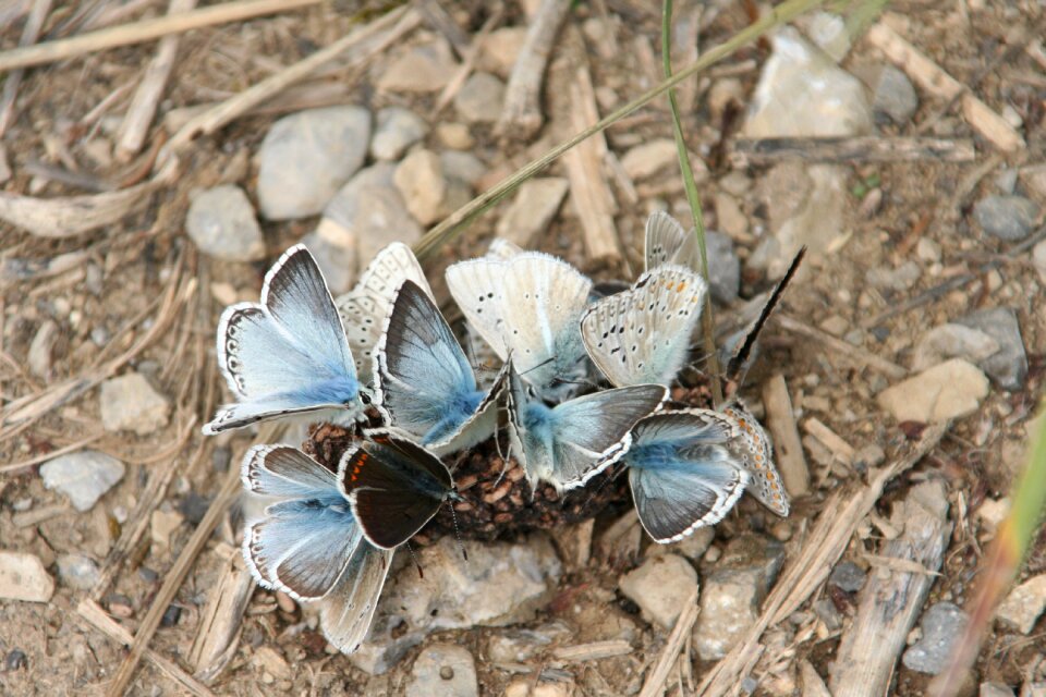 Earth nature wings