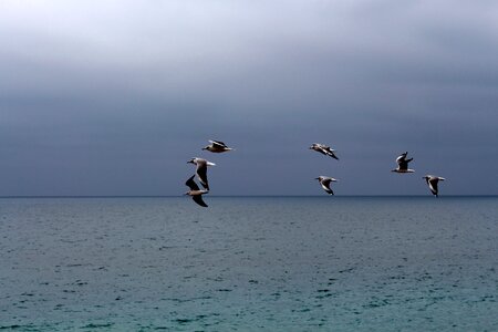 Seabirds beach team photo