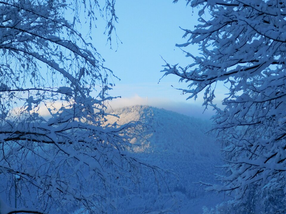 Tree mountains frost