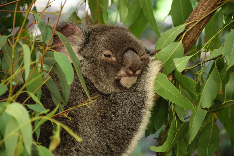 Australia tree the queensland