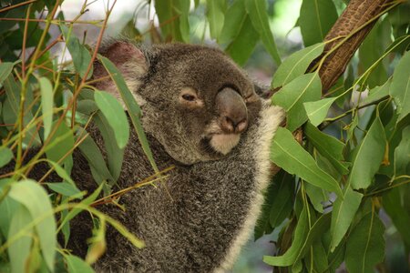 Australia tree the queensland