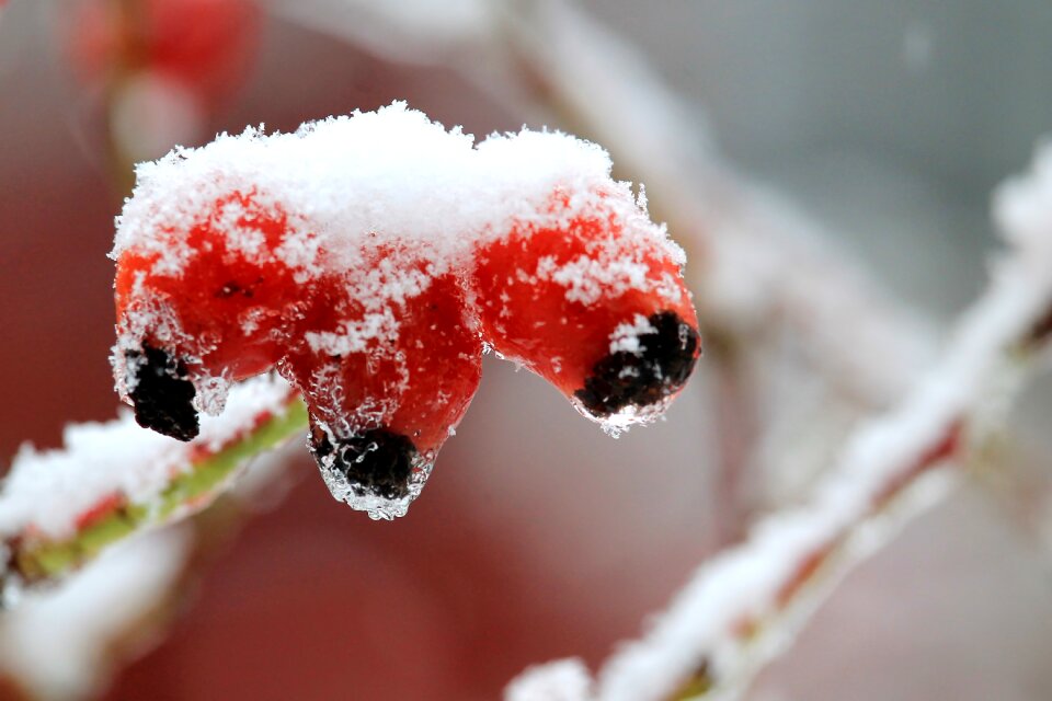 Ice rose hip winter bushes