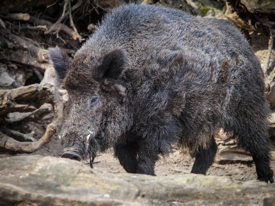 Animal fauna wild animal