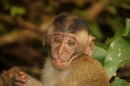 äffchen monkey portrait thailand photo