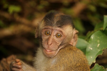 äffchen monkey portrait thailand