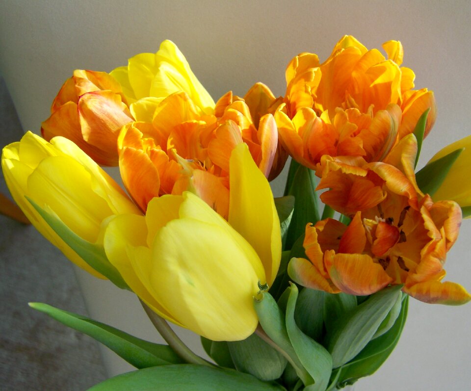 Tulip bouquet yellow-orange cut flower