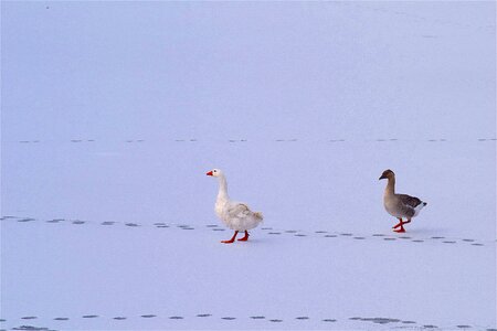 Bird white animal photo