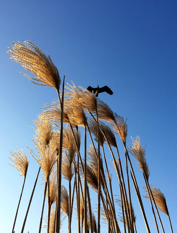 Reed sky bird