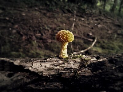 Fungus biodiversity costarica
