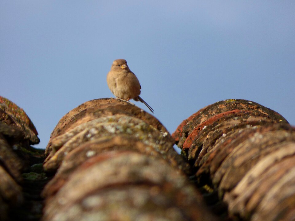 Texas roof bird