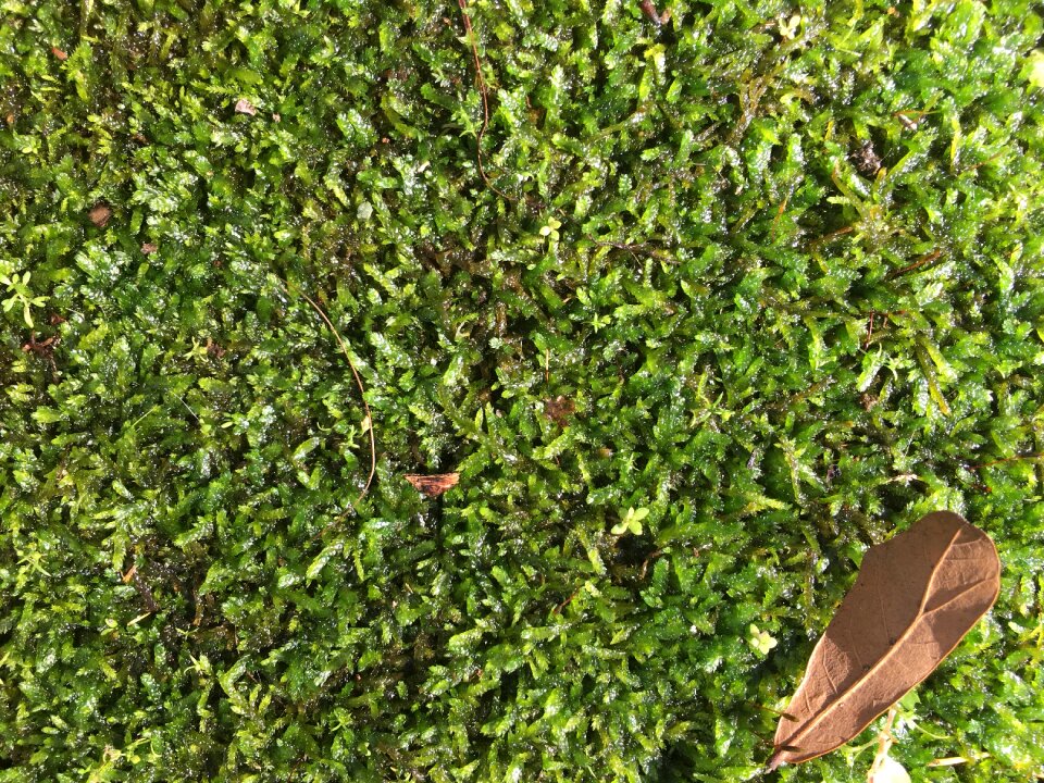 Nature outdoors plants