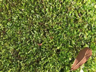 Nature outdoors plants