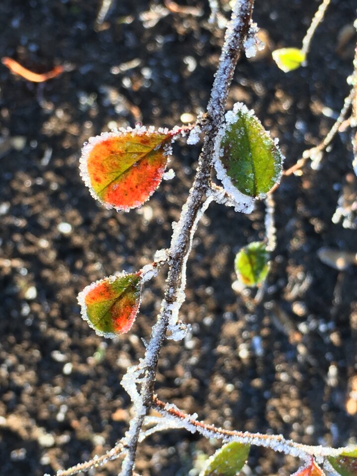 Iced hoarfrost winter impressions