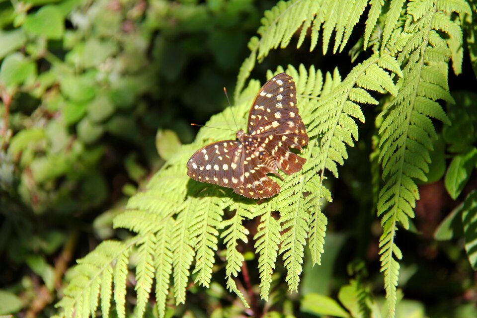 Butterfly colorful butterfly park photo