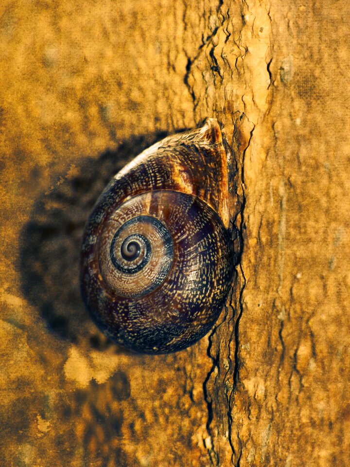 Spiral wall shell