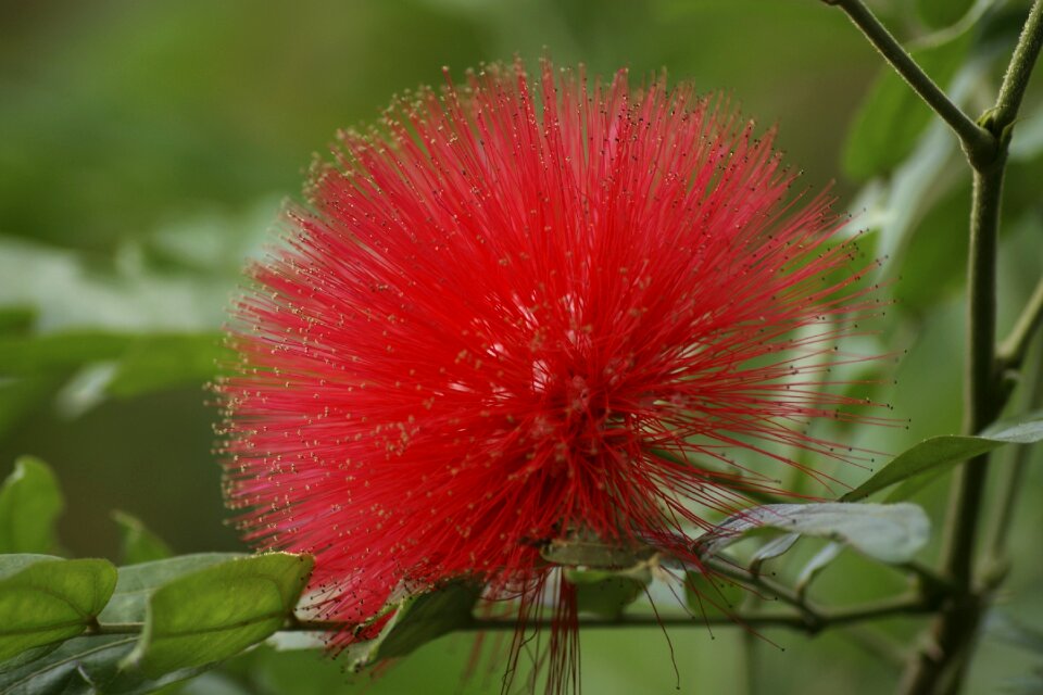 New zealand christmas tree red green