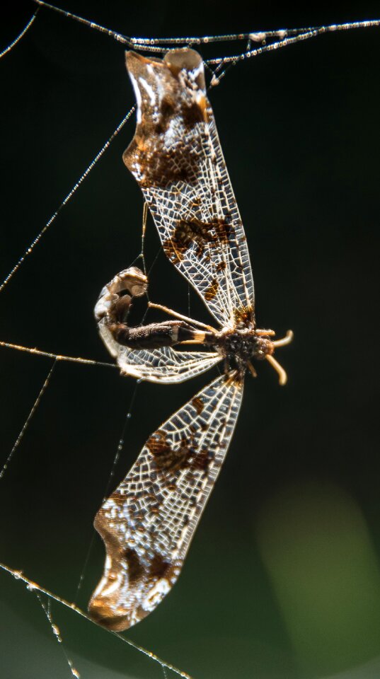 Caught pattern trapped