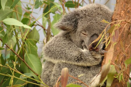 The queensland sleep cat