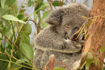 The queensland sleep cat photo