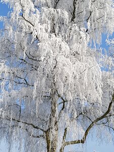 Winter magic ice hoarfrost