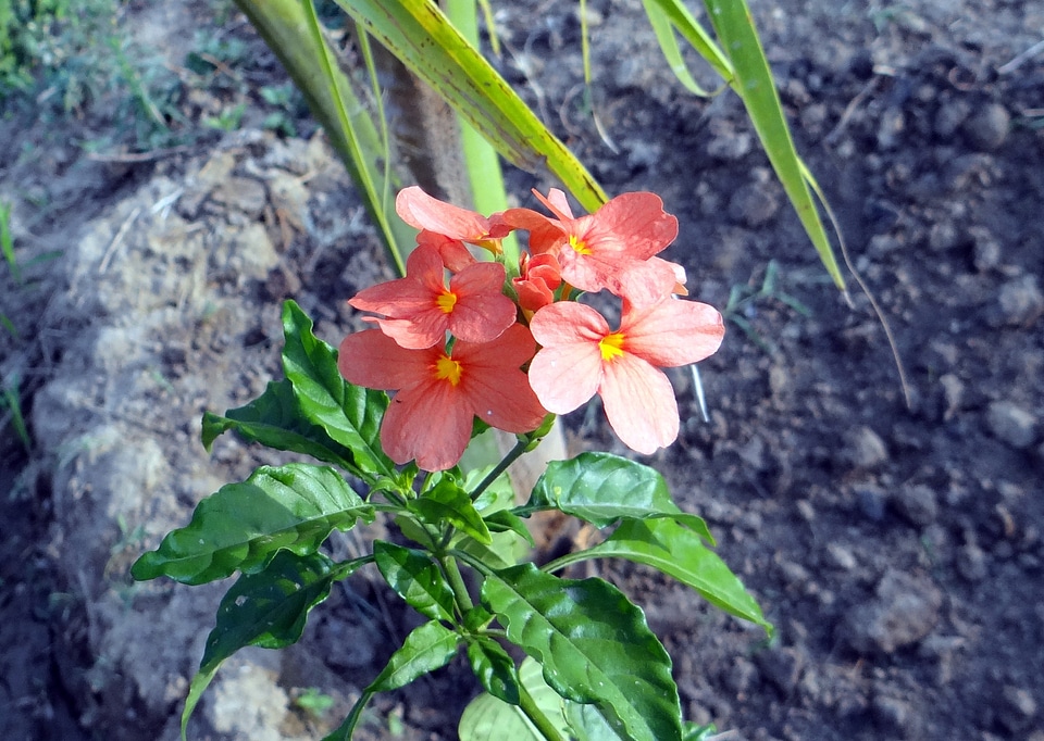 Kanakambaram floral plant