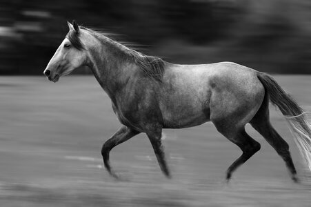 Animal equine pre