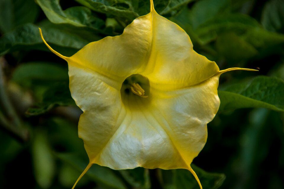 Brugmansia bloom garden