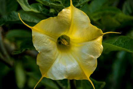 Brugmansia bloom garden photo