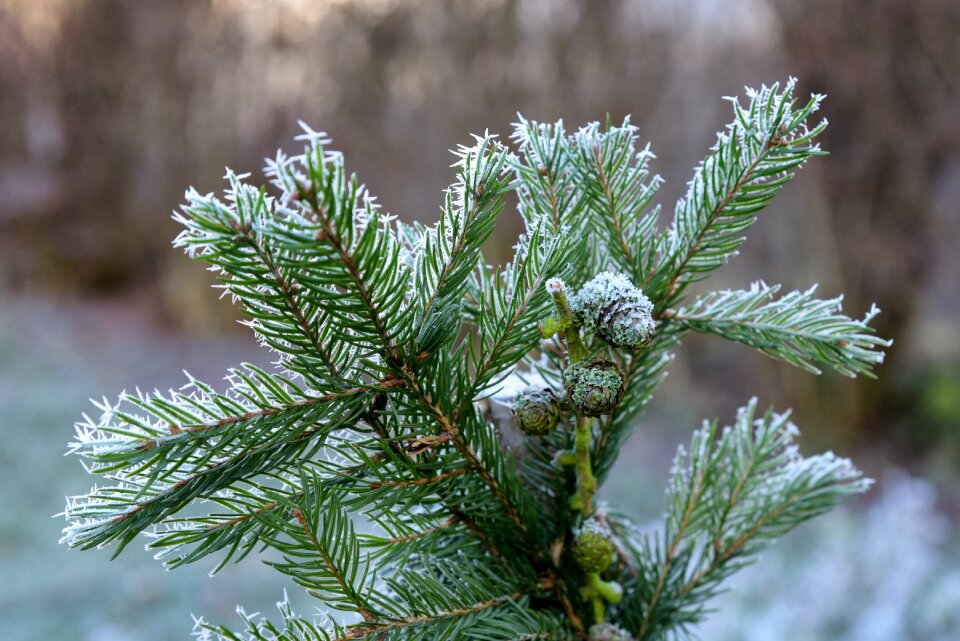 Green fir tree radia