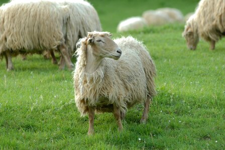 Breeding wool france photo