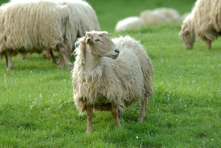 Breeding wool france