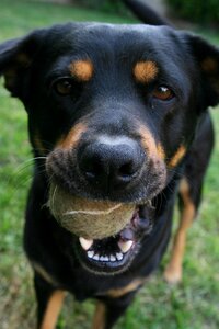 Animal doggy playing