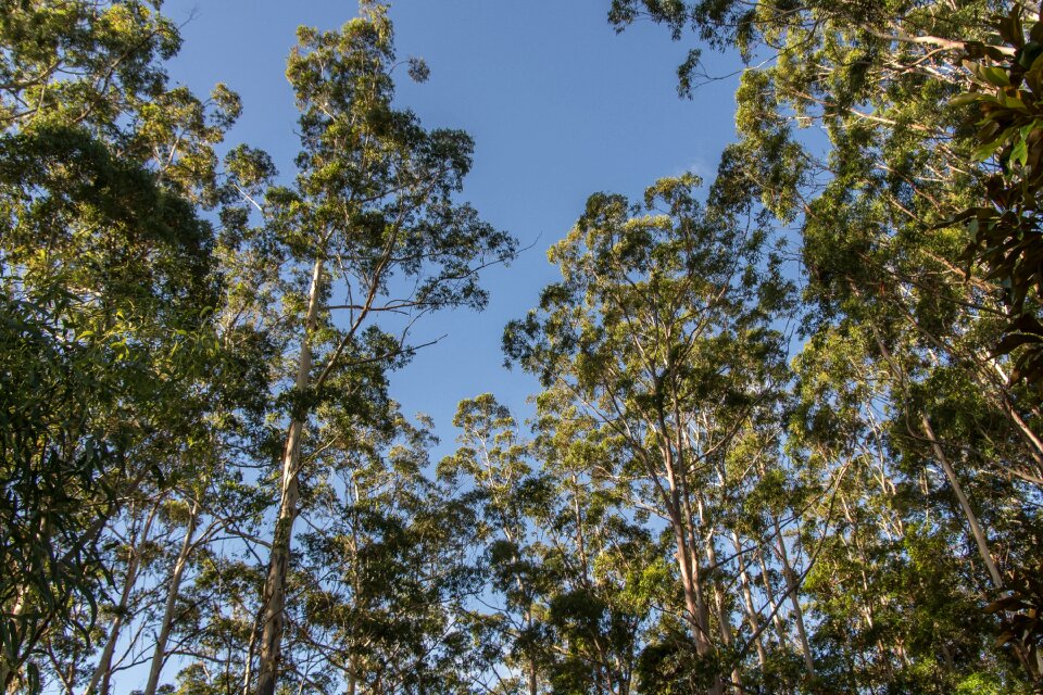 Native subtropical blue sky