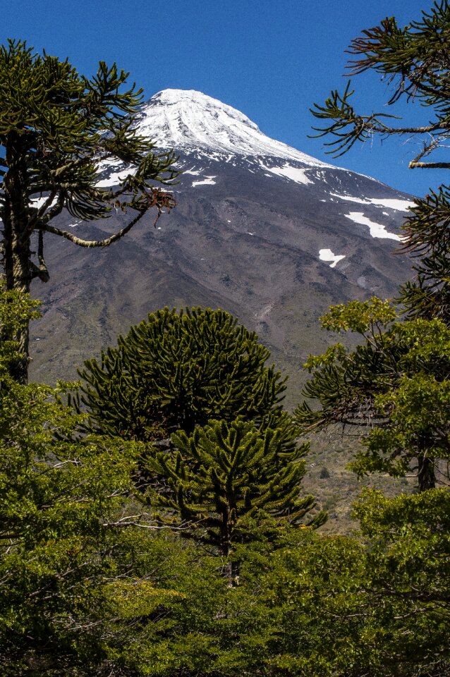 South america acacia landscape