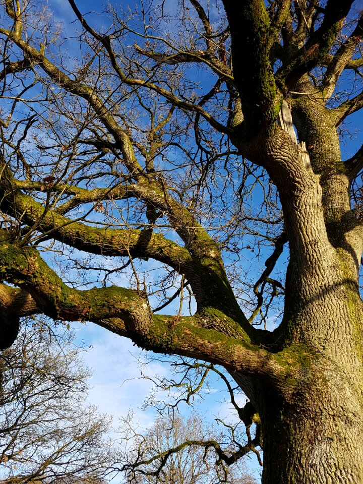 Bark blue sky