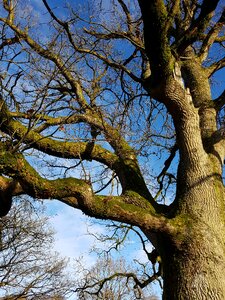 Bark blue sky photo