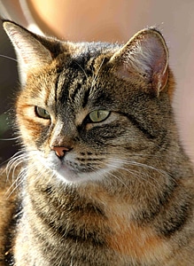 Mieze domestic cat animal world photo