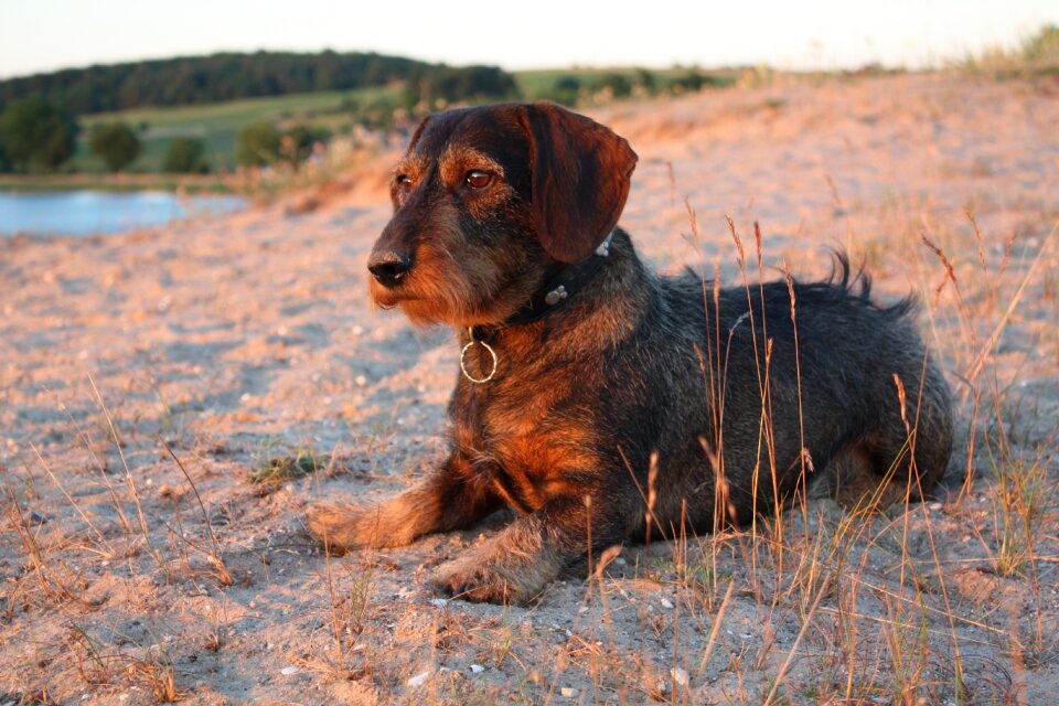 Dog rough hair dachshund pet