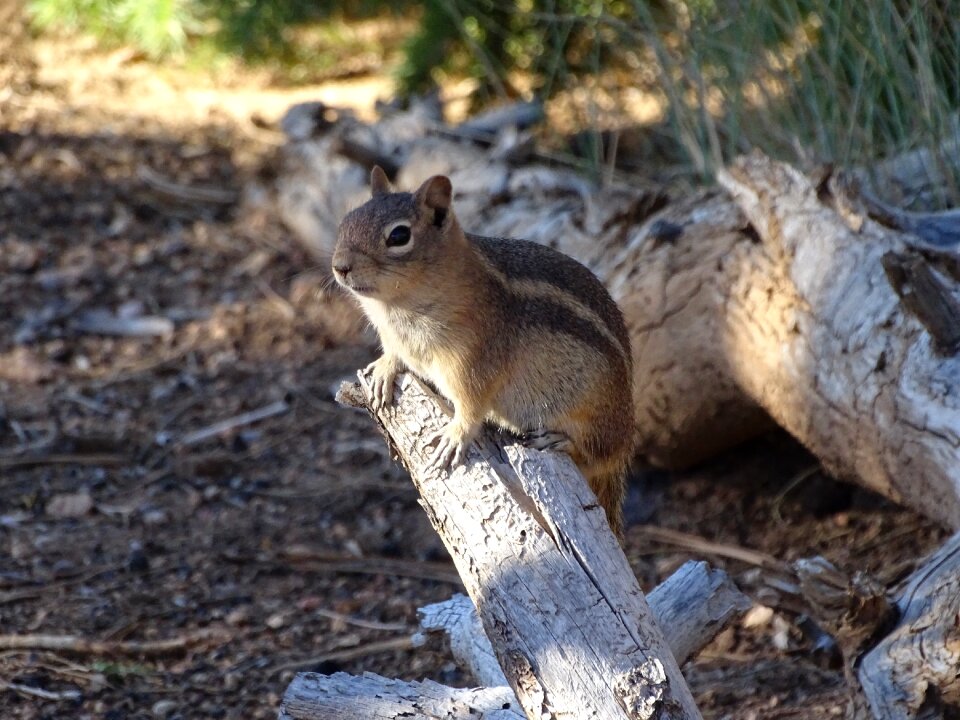Nager nature rodent