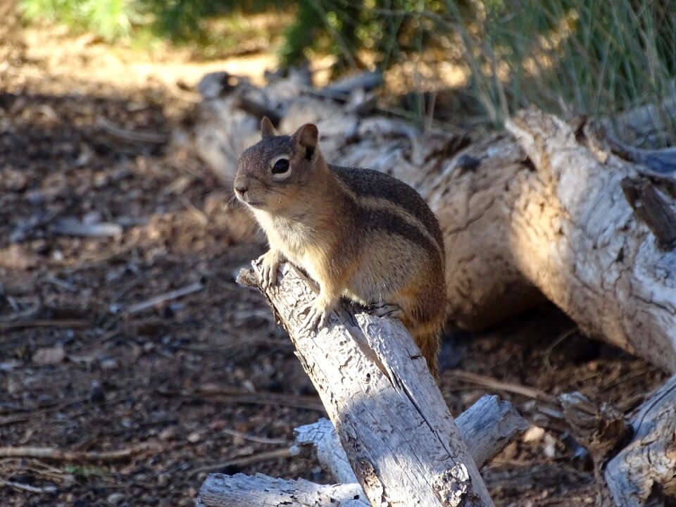 Nager nature rodent photo