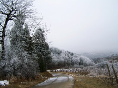 Winter landscape nature the frosty forest