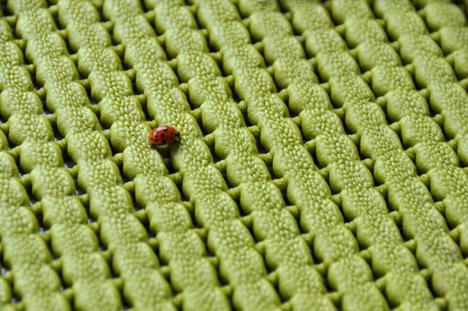 Closeup insect red