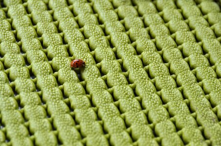 Closeup insect red